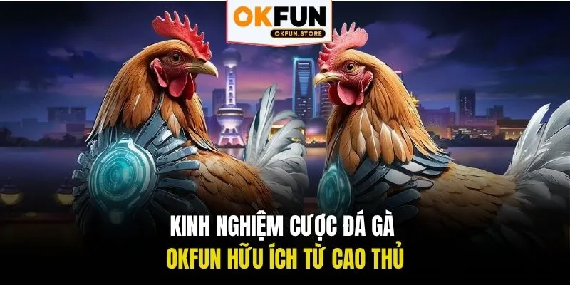 Kinh nghiệm cược đá gà OKFUN hữu ích từ cao thủ